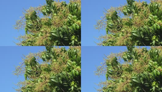 芒果花或芒果花束盛开在花园里的芒果树上。高清在线视频素材下载