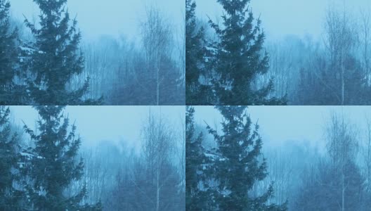 云杉和桦树在暴风雪的视频高清在线视频素材下载