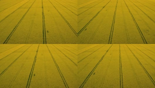 俯视图黄色油菜田与道路线。种植园油菜籽田开花高清在线视频素材下载
