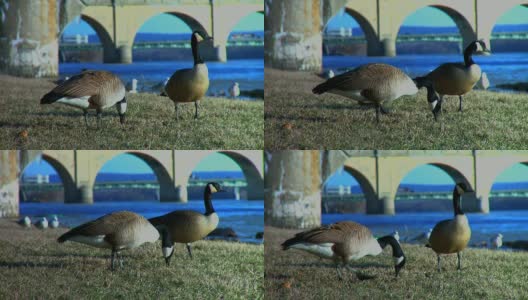 鹅在河边吃草高清在线视频素材下载