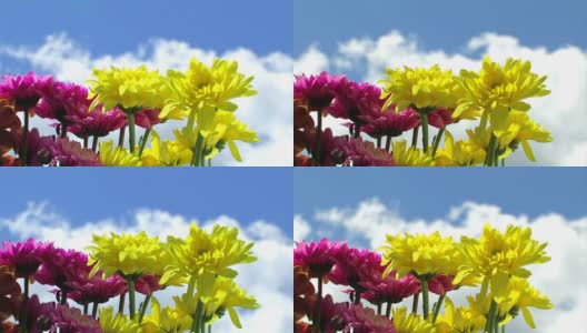 阳光下的五彩花朵和飘过的云彩高清在线视频素材下载