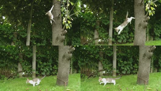 高清慢动作:树上的猫高清在线视频素材下载