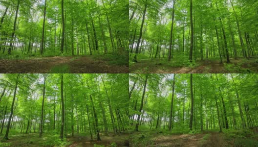 吊起:绿色森林高清在线视频素材下载