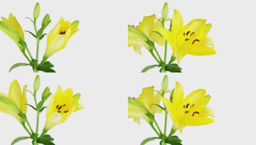 黄色百合花;时间流逝高清在线视频素材下载