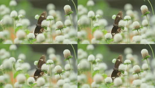 蝴蝶在花园里的一朵白花上高清在线视频素材下载