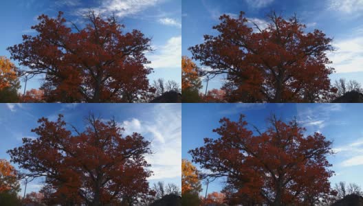 秋天橡树站在时间流逝的天空高清在线视频素材下载