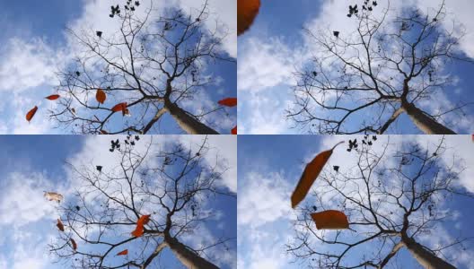 Slomo Falling Leaves From Blue Sky高清在线视频素材下载