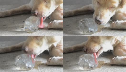 狗吃冰块高清在线视频素材下载