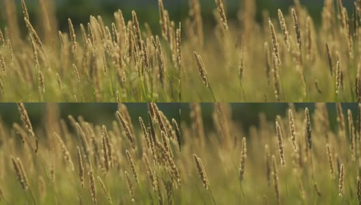 野草在风中高清在线视频素材下载