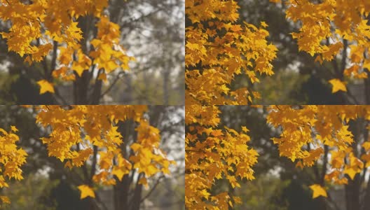 摇摄:阳光下黄色枫叶的树枝高清在线视频素材下载
