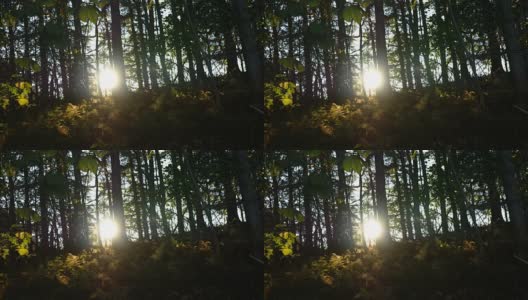 柔和的阳光照射在美丽的蕨类森林的地面上高清在线视频素材下载