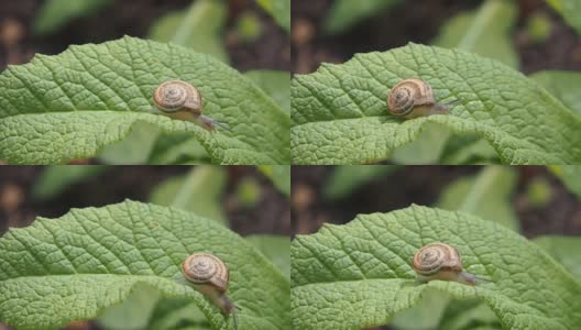 蜗牛在叶高清在线视频素材下载