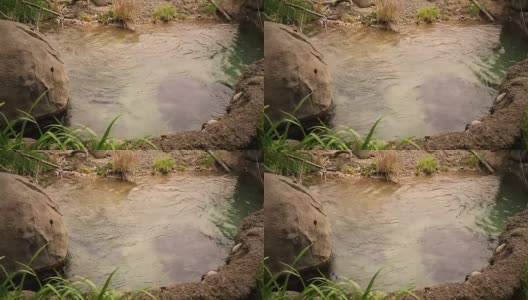 看着一个热带池塘在一个奇异的草原分级版本高清在线视频素材下载