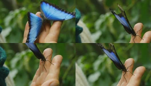 美丽的蓝色蝴蝶蓝色大闪蝶高清在线视频素材下载
