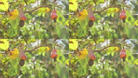 坚果树腰果生长坚果。Busuanga,菲律宾巴拉望省高清在线视频素材下载