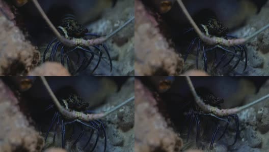 蓝龙虾处于防御姿态。高清在线视频素材下载