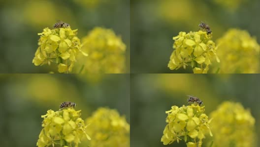 蜜蜂从芥菜花蜜中采集花蜜的慢动作。高清在线视频素材下载