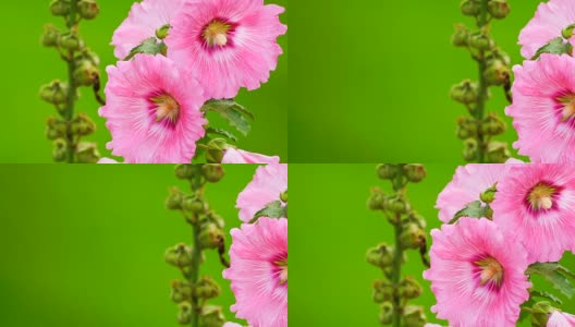 绿色背景上的粉红色花朵。高清在线视频素材下载