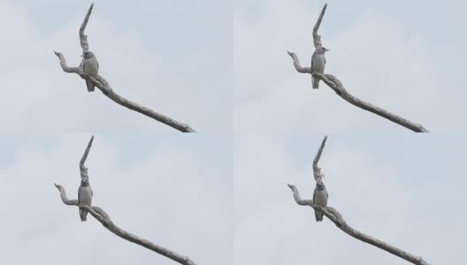 树枝上的鸟，白色的背景。高清在线视频素材下载