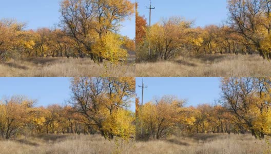 美丽的秋天，树林里黄澄澄的树木。秋天的树叶落到了地上高清在线视频素材下载