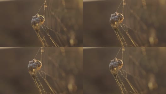 蜘蛛网上的夕阳昆虫五彩缤纷的昆虫背景。蜘蛛猎食自然的生活理念高清在线视频素材下载