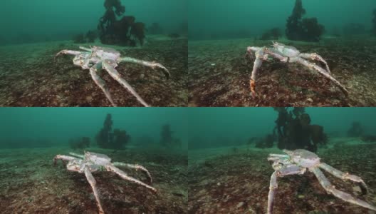 巴伦支海寻找食物的巨型帝王蟹。高清在线视频素材下载