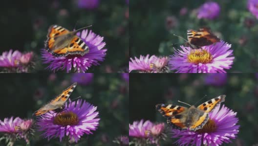 蝴蝶荨麻疹(lat。荨麻蛱蝶(Nymphalis urticae)采集花蜜高清在线视频素材下载