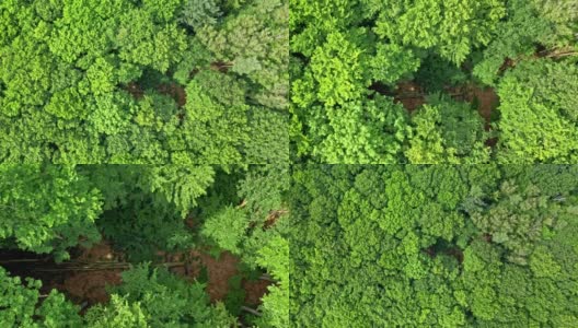 大森林里倒下的树。雨林鸟瞰图，波兰高清在线视频素材下载