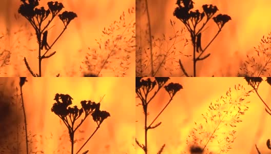 惊恐的昆虫爬上干燥的植被，试图逃离吞没森林的大火的破坏高清在线视频素材下载
