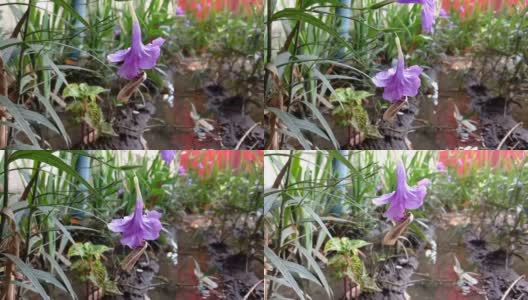 蛾子落在紫色的花上，直到花和蛾子落下高清在线视频素材下载