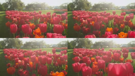 近距离观察:在当地的旅游公园里，美丽的玫瑰红色丝绸般的郁金香花园高清在线视频素材下载