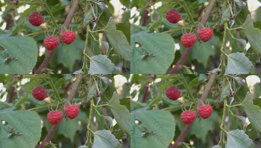 这是一个阳光明媚的日子里挂在树枝上的红色成熟树莓的特写。高清在线视频素材下载