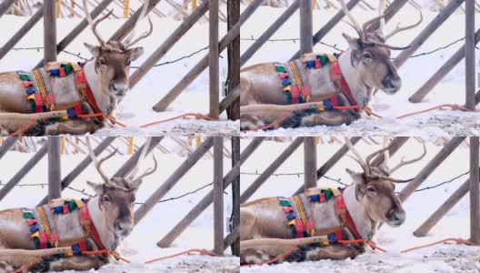 4K慢镜头:近距离拍摄驯鹿的脸正在呼吸。驯鹿雪橇被绑在雪里。罗凡尼米,芬兰高清在线视频素材下载
