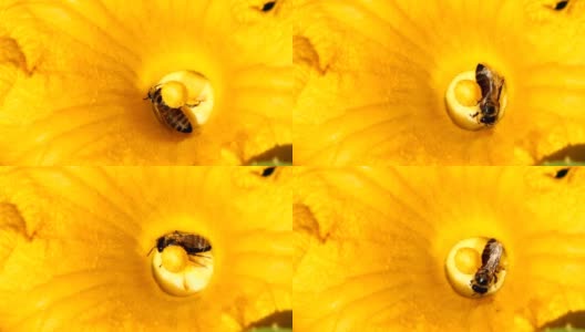 蜜蜂收集花粉宏镜头高清在线视频素材下载