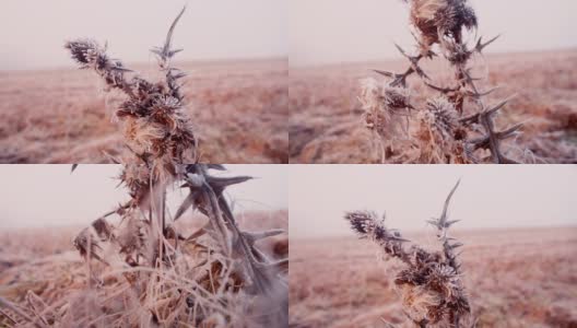 第一次霜冻时一株多刺植物的特写。高清在线视频素材下载