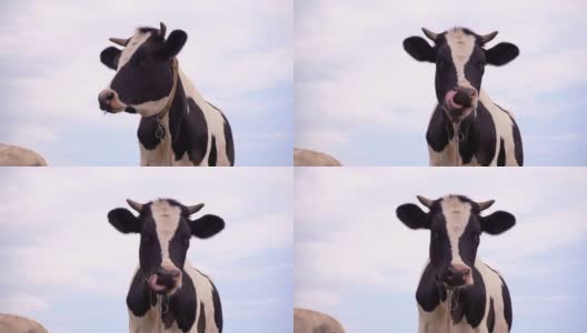 黑白奶牛站在草地上。动物转过头看着摄像机，4k高清在线视频素材下载