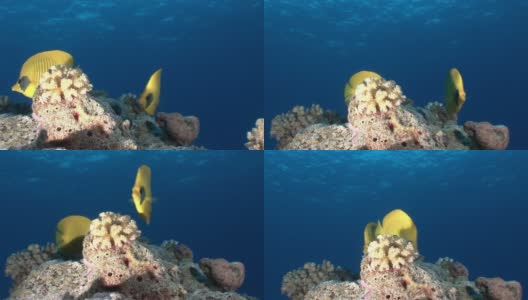 红海珊瑚中的蝴蝶鱼。高清在线视频素材下载
