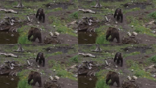 在阿拉斯加的一个雨天，两只大黑熊站在河边。高清在线视频素材下载