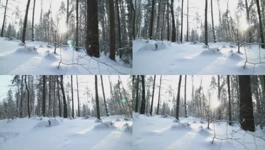 美丽的冬天森林在雪。雪花慢慢飘落，阳光灿烂。光滑的平移。高清在线视频素材下载