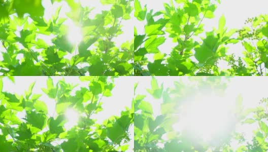 自然背景。阳光透过吹在树上的绿叶。模糊抽象的散景与太阳耀斑。阳光。夏日，美丽的绿色自然背景。公园4 K夏天的树叶高清在线视频素材下载