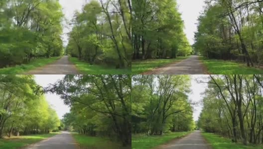 在森林里。在两边都是绿树的路上旅行。在阳光明媚的夏日里，行驶在空旷的柏油路上，穿过森林。从车里看。高清在线视频素材下载