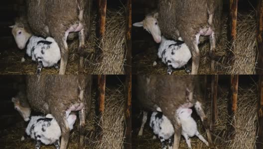 小羊从羊的乳房里吸奶，挣扎着要乳房，4k高清在线视频素材下载