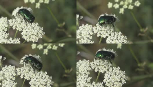 蓍草上的五月甲虫。其特征是相当大的尺寸可达31.5毫米，身体呈凸的椭圆形，有时头部和前庭有淡绿色。高清在线视频素材下载