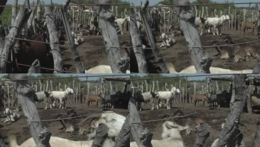 阿根廷拉潘帕省的羊群。高清在线视频素材下载