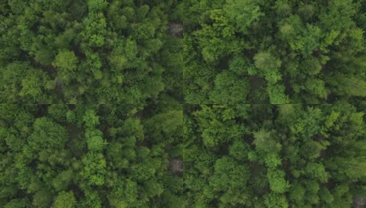 空中拍摄的宏伟美丽的混合绿色森林。树木山峰林立，原生态的自然保护区，自然背景。无人机直接向下拍摄。旅行的目的地高清在线视频素材下载