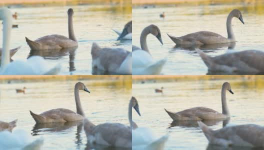 夏天，灰色的幼雏天鹅在湖面上游泳。高清在线视频素材下载
