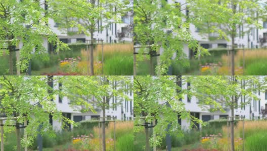 一棵小树前面的现代建筑在4K慢镜头60帧高清在线视频素材下载