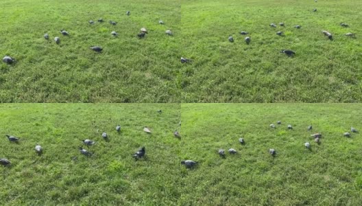 一群鸽子和麻雀在公园的绿色草地上吃草。高清在线视频素材下载