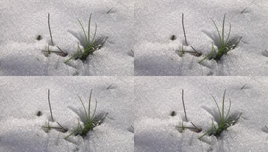 小草，在雪地里发芽高清在线视频素材下载