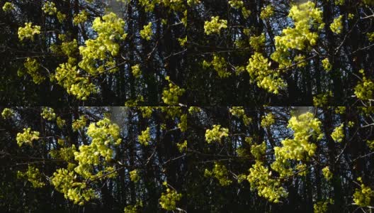 山茱萸树在开花。欧洲山茱萸或山茱萸的花，开黄色花。高清在线视频素材下载